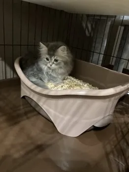 A.N 様のお迎えした子猫