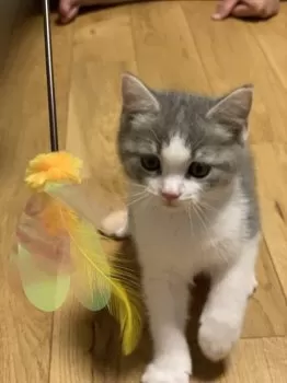いんかみ 様のお迎えした子猫