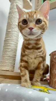 T.T 様のお迎えした子猫