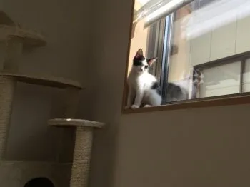 天 様のお迎えした子猫