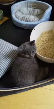 れいこ 様のお迎えした子猫