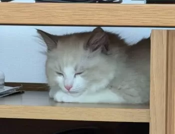 M.O 様のお迎えした子猫