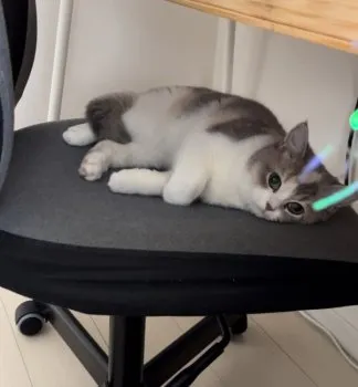 shu 様のお迎えした子猫