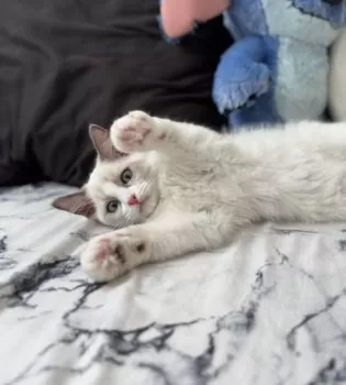 t 様のお迎えした子猫