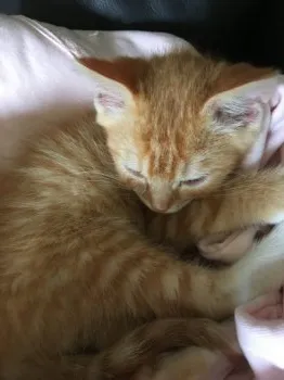 近藤 様のお迎えした子猫