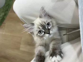 H.K 様のお迎えした子猫