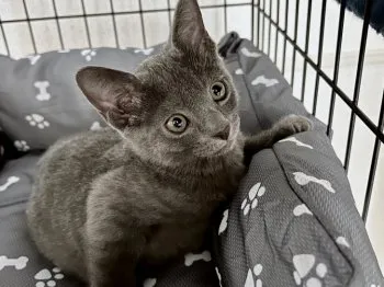 ミヨ 様のお迎えした子猫