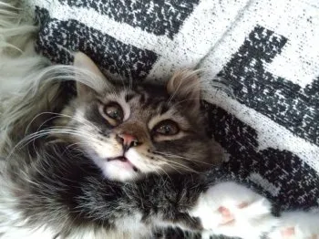 S.C 様のお迎えした子猫
