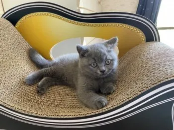 ゆき 様のお迎えした子猫