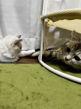 Y.N 様のお迎えした子猫