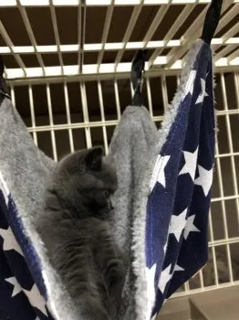 アイママ 様のお迎えした子猫