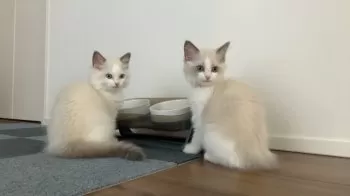 M.S 様のお迎えした子猫