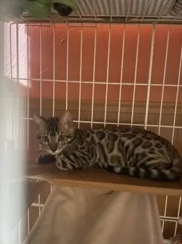 H.O 様のお迎えした子猫