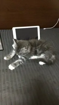 ラオウ 様のお迎えした子猫