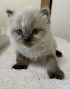 猫姫様 様のお迎えした子猫