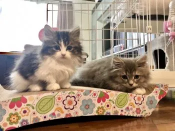 M.K 様のお迎えした子猫