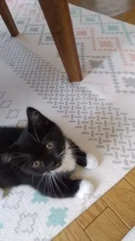 H.M 様のお迎えした子猫