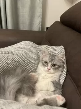 M.N 様のお迎えした子猫