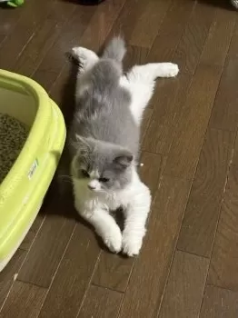 T.K 様のお迎えした子猫