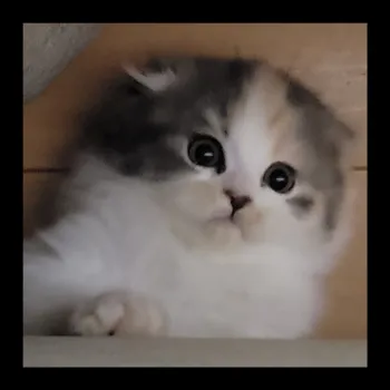 T.H 様のお迎えした子猫