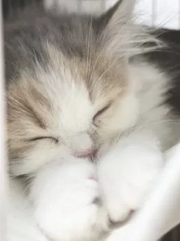 sc 様のお迎えした子猫