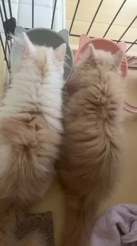 M.N 様のお迎えした子猫