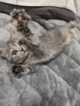 レモン77 様のお迎えした子猫