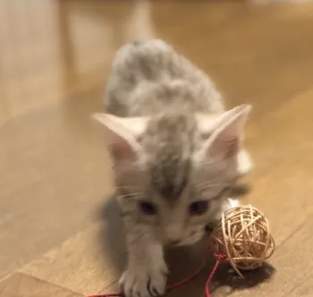 うちこ母 様のお迎えした子猫