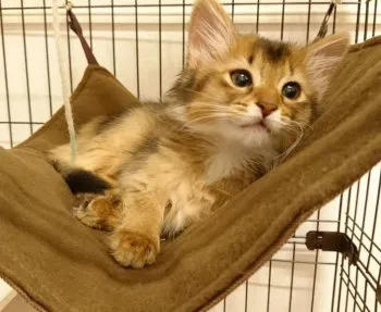 りんご 様のお迎えした子猫