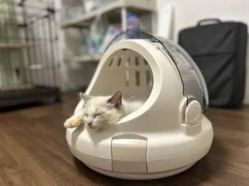 らぐお 様のお迎えした子猫