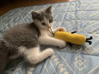 ニャンコ 様のお迎えした子猫