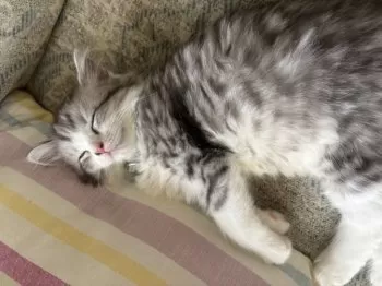 M.O 様のお迎えした子猫