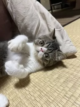 H.S 様のお迎えした子猫
