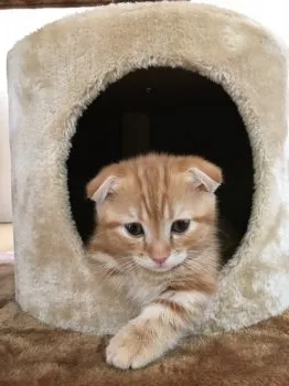 UNI 様のお迎えした子猫