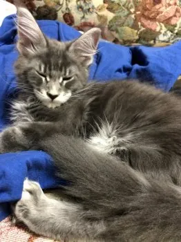 H.T 様のお迎えした子猫