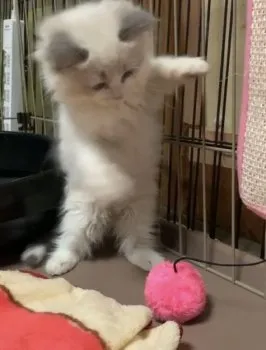 mie 様のお迎えした子猫