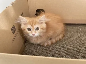 K.S 様のお迎えした子猫