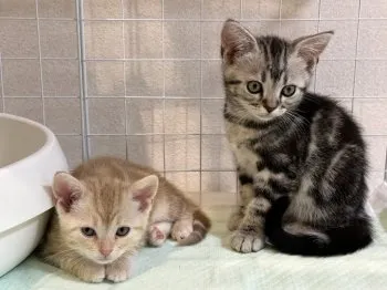 ミント 様のお迎えした子猫