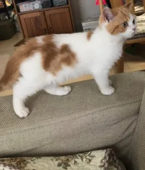 kana 様のお迎えした子猫