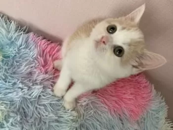 M 様のお迎えした子猫