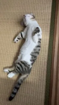 H.S 様のお迎えした子猫