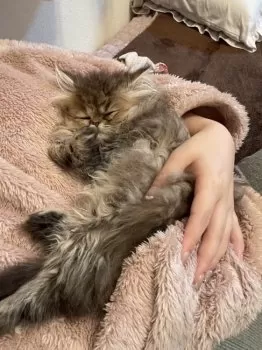 ママ 様のお迎えした子猫