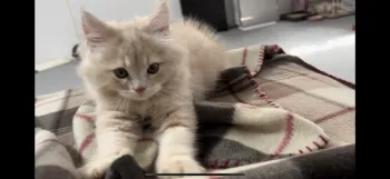 のら 様のお迎えした子猫