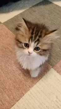 M.T 様のお迎えした子猫