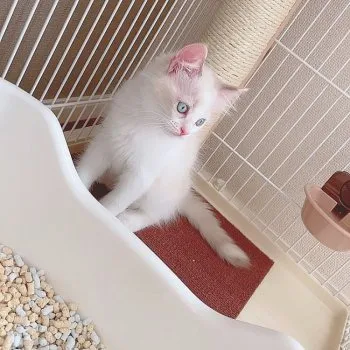 めぐ 様のお迎えした子猫