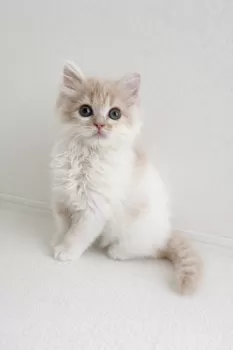 H.H 様のお迎えした子猫