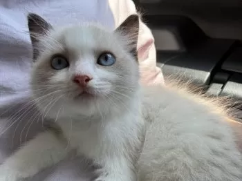 さらじ 様のお迎えした子猫