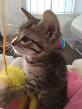 レオ 様のお迎えした子猫