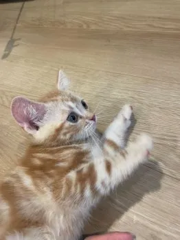 H.G 様のお迎えした子猫