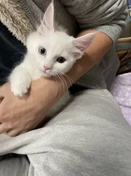 R.M 様のお迎えした子猫